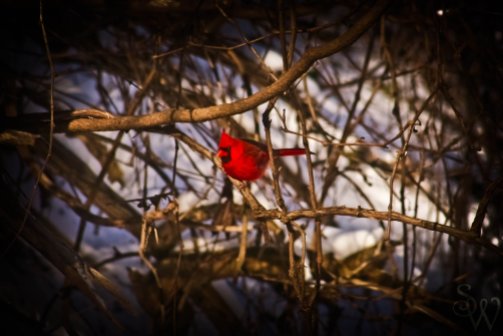 Cardinal in Hendrie Valley