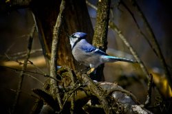 A Blue Jay In Hendrie Valley