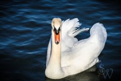 Mute Swan Wings