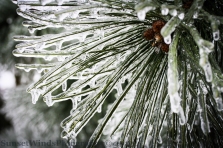 Iced Pine