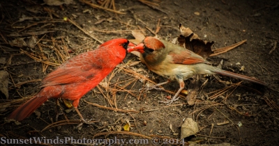 Cardinal wooing a female
