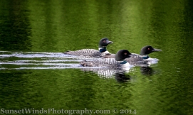 A Raft of Loons
