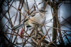 Winter Mockingbird