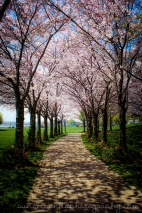 Sakura Trees in Burlington