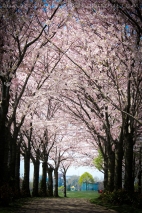 Sakura Lane