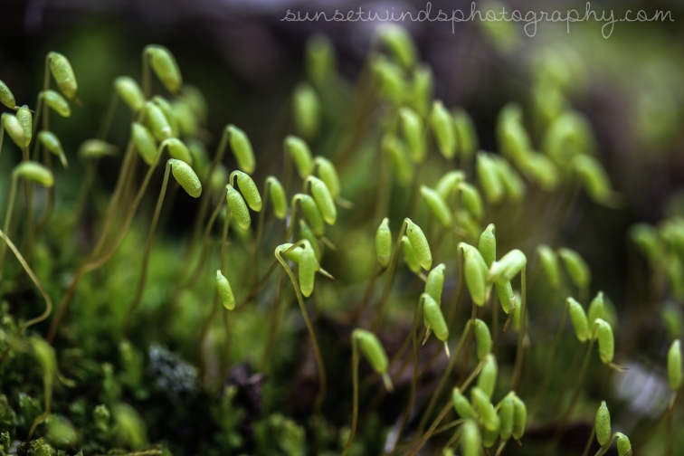Macro Moss Sprouts